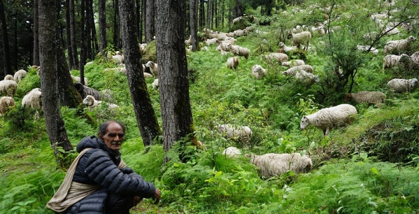 विदेशिए गोठाला, हराए गोठ